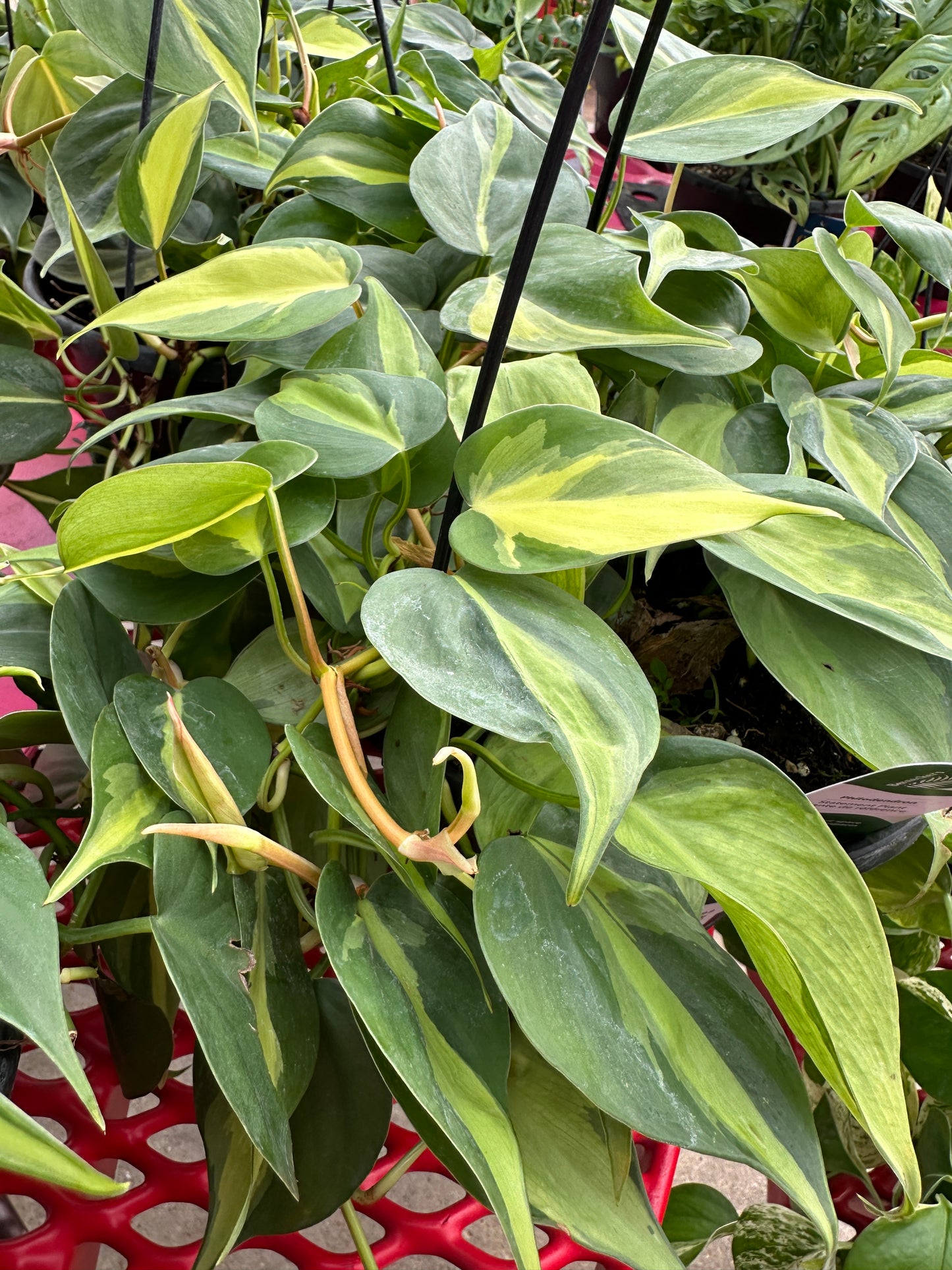 8" Philodendron Hederaceum Hanging Basket
