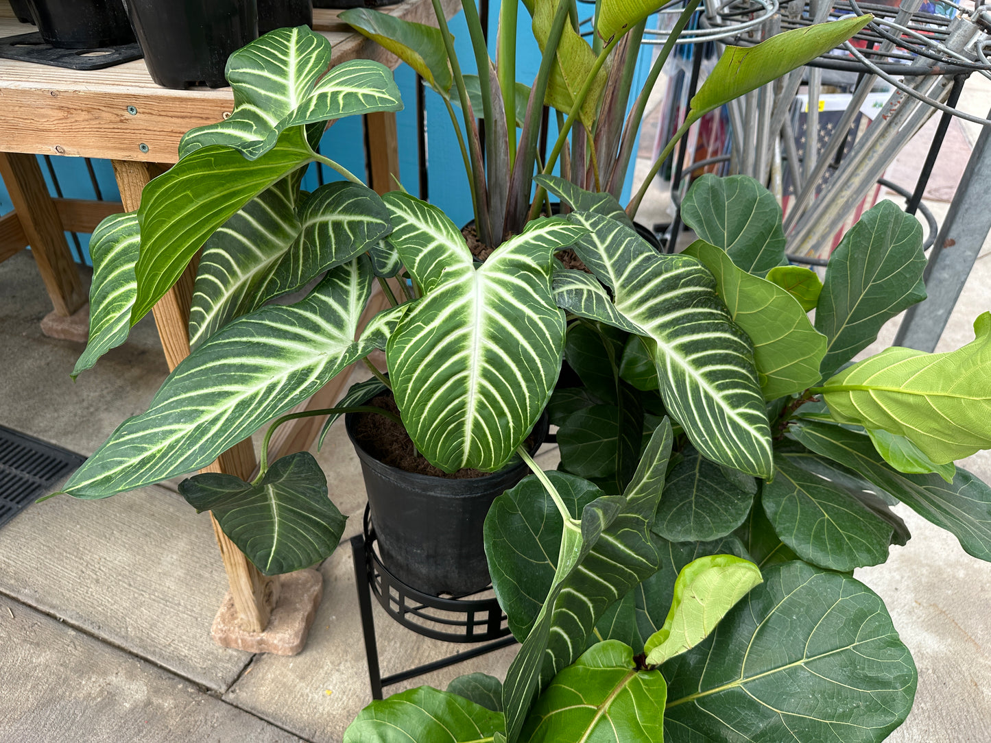 10" Xanthosoma lindenii Magnificum