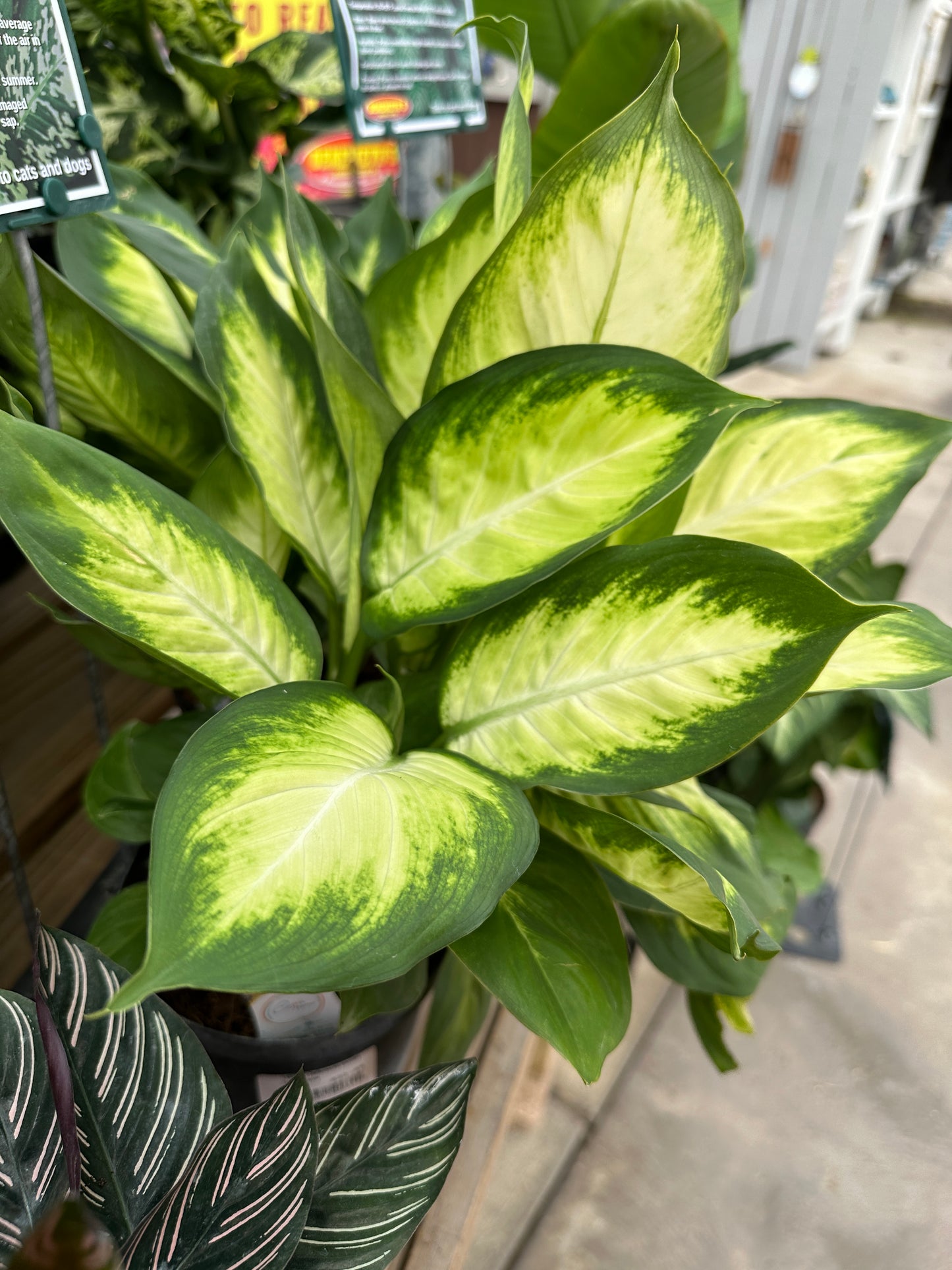 6" Dieffenbachia Maculata Tropic Marianne