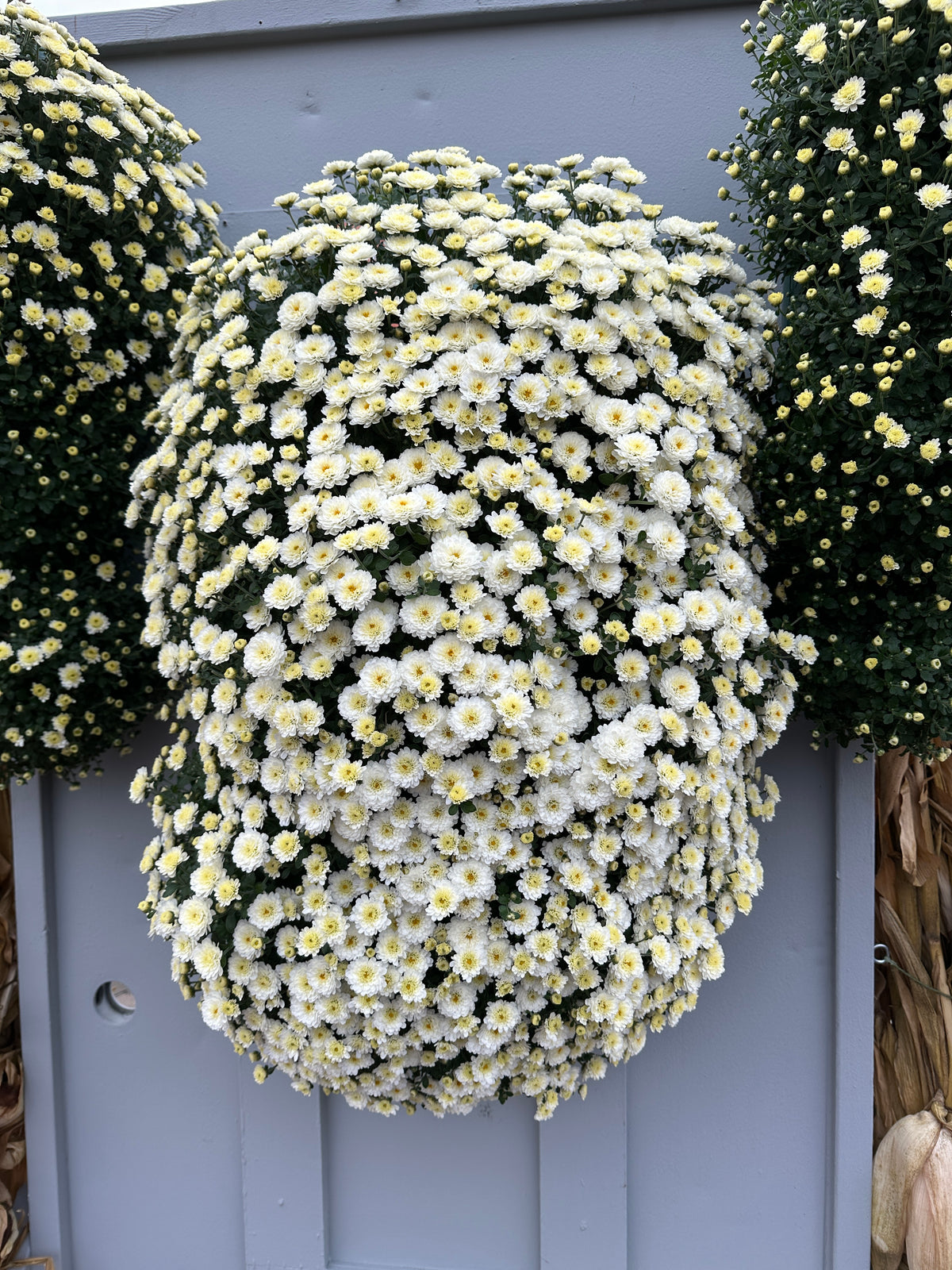 GARDEN MUMS GIGI SNOW - FLOWER BAG