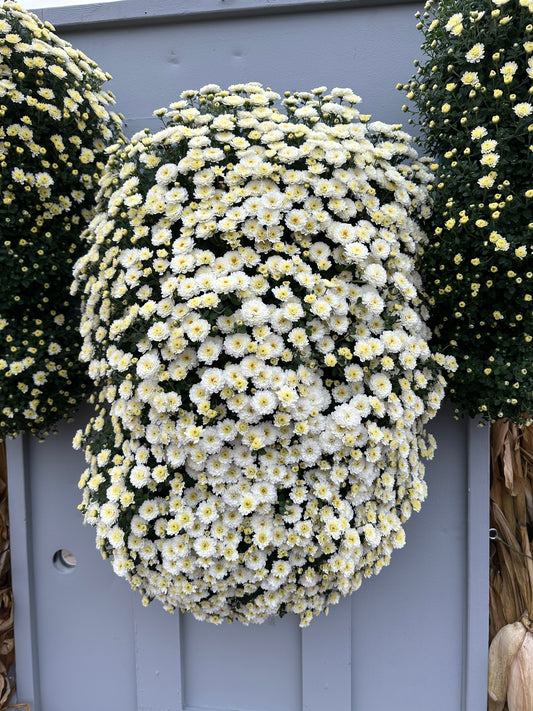 GARDEN MUMS GIGI SNOW - FLOWER BAG