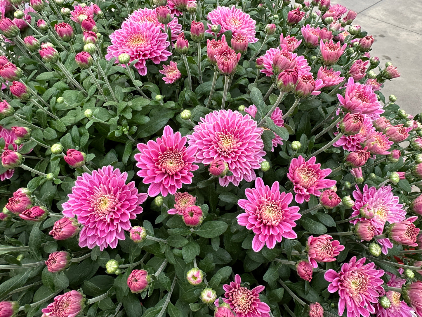 GARDEN MUMS AMIKO VIOLET