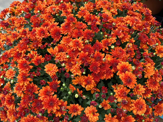 GARDEN MUMS SPICY CHERYL - 10" Pot