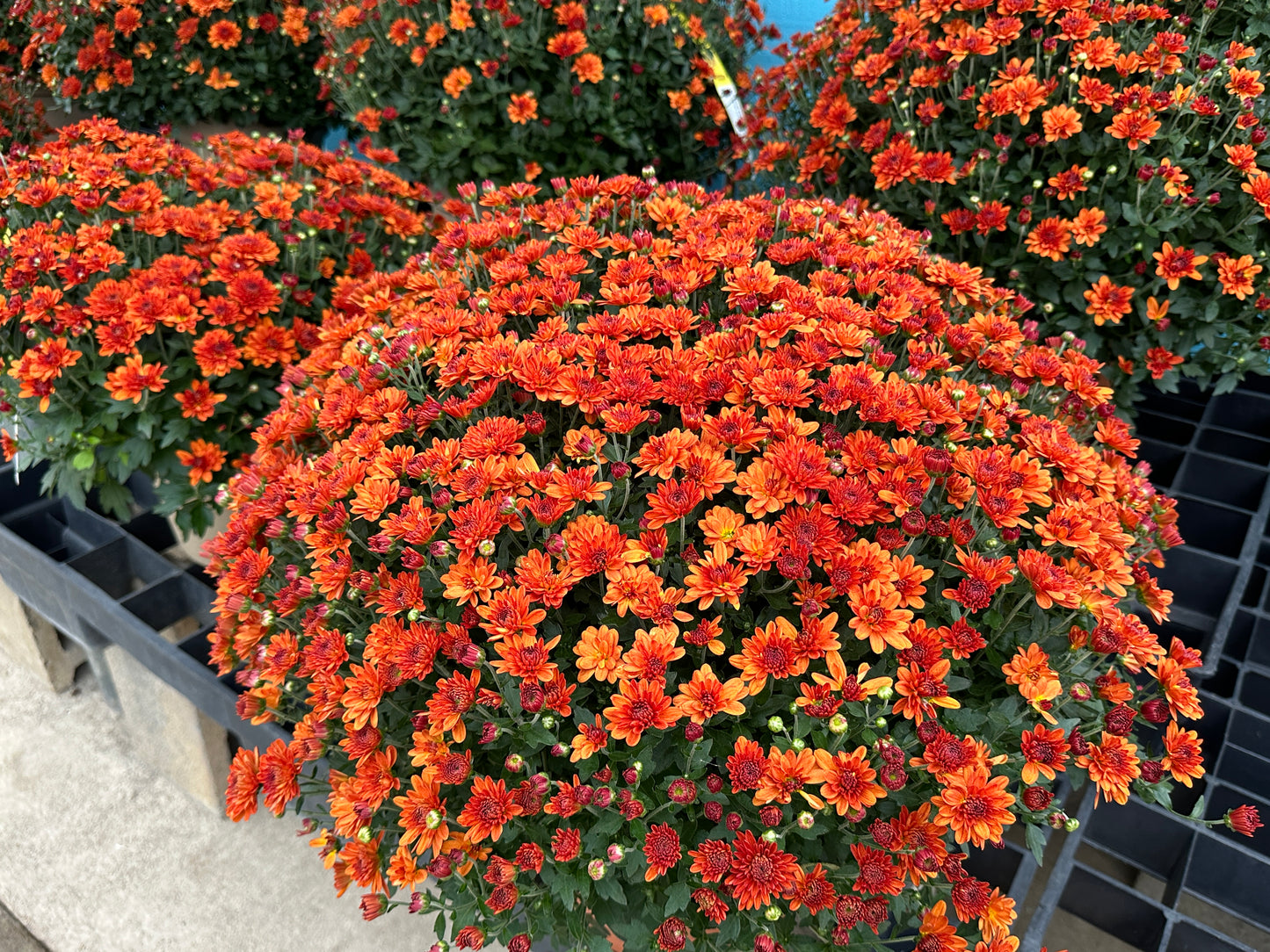 GARDEN MUMS SPICY CHERYL