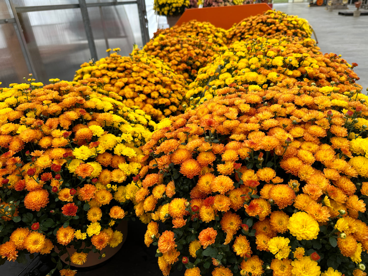 GARDEN MUMS COMBO AUTUMN LEAVES - 10" Pot
