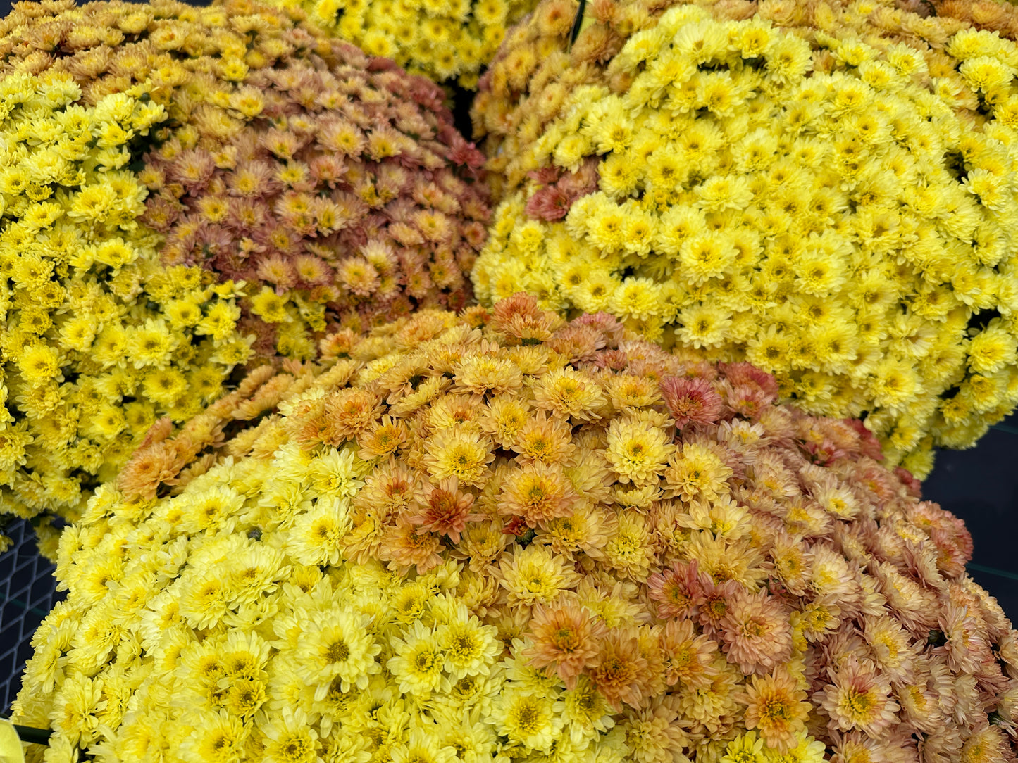 GARDEN MUMS COMBO CARMEL APPLE