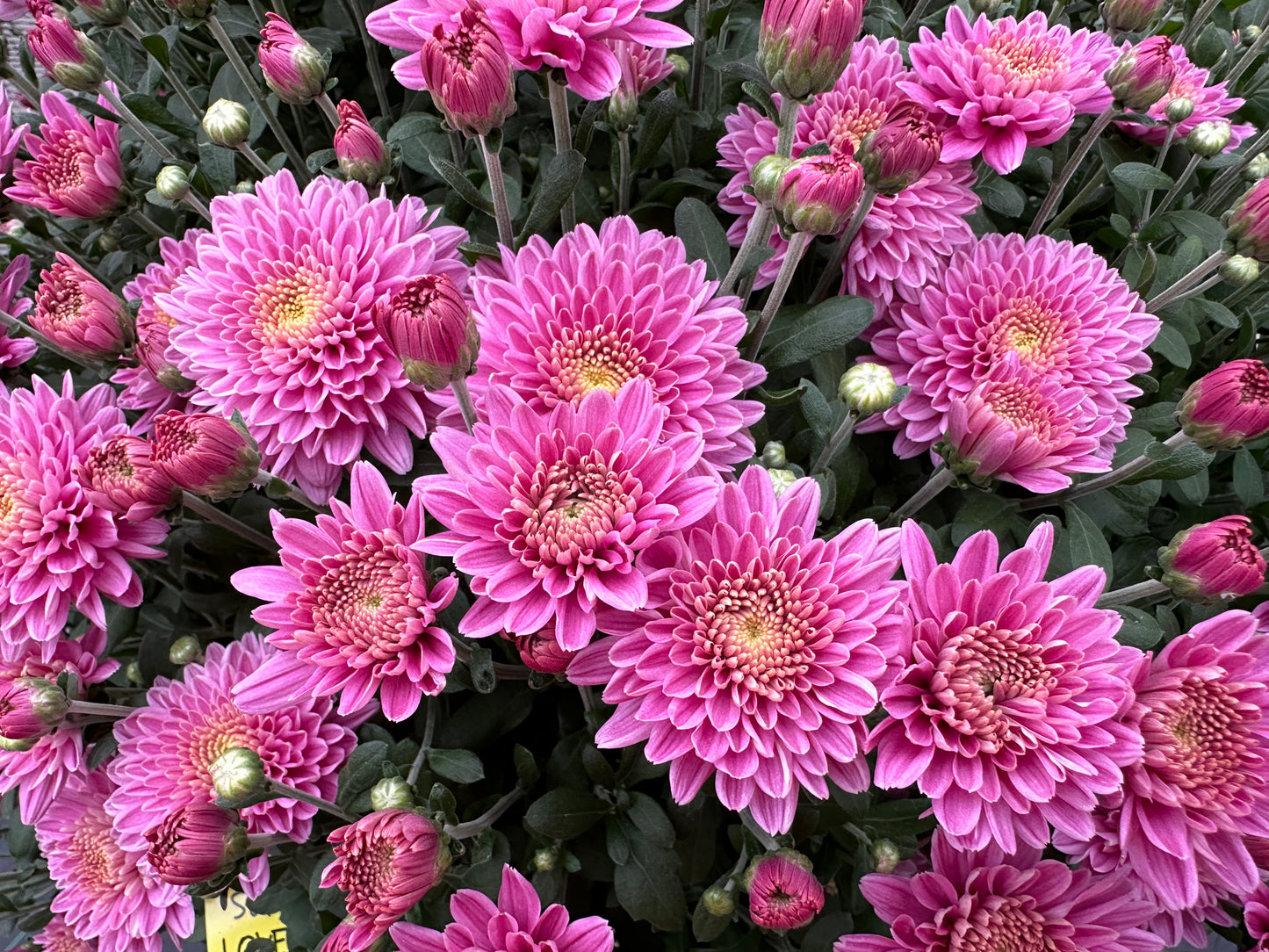 GARDEN MUMS AMIKO VIOLET