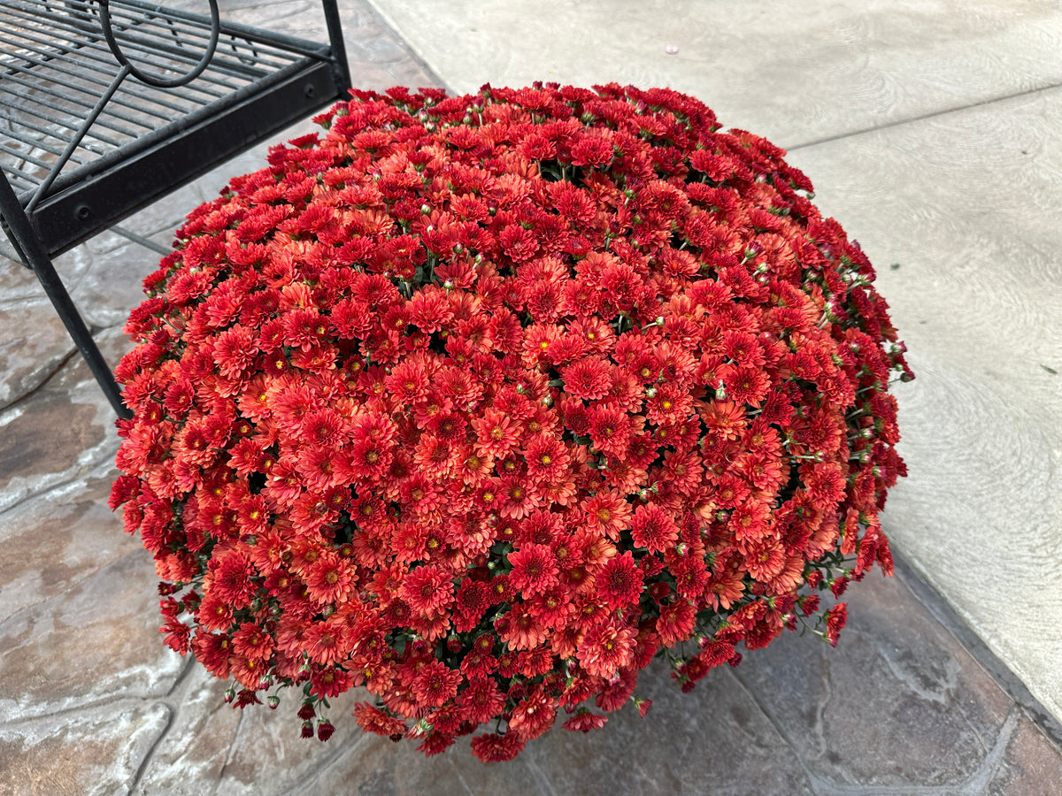 GARDEN MUMS TABITHA SCARLET - 10" Pot