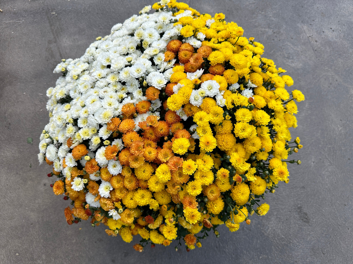 GARDEN MUMS COMBO CANDY CORN - 10" Pot