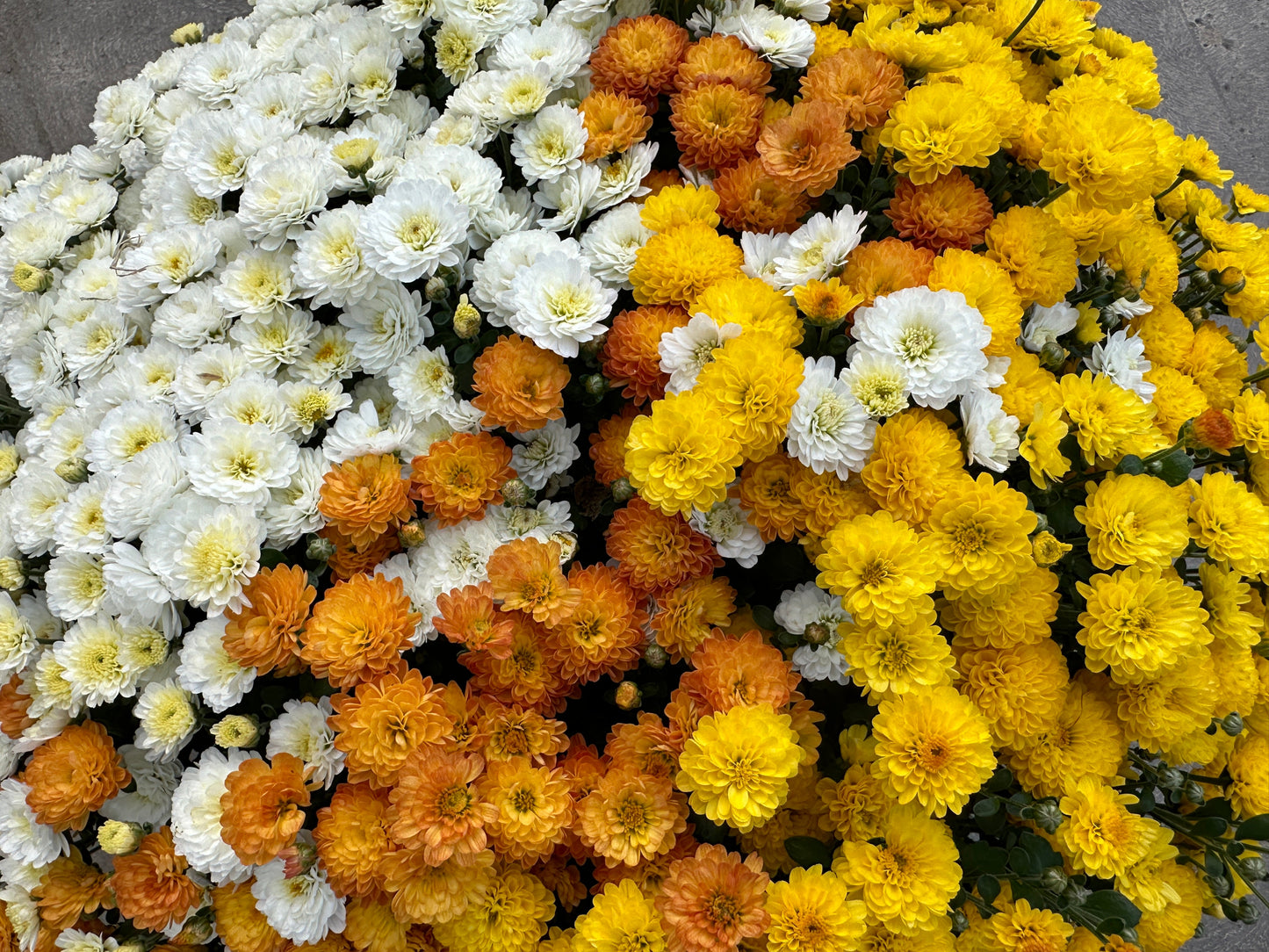 GARDEN MUMS COMBO CANDY CORN - 10" Pot