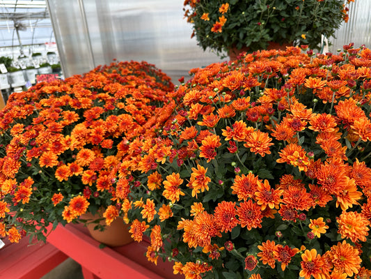 GARDEN MUMS MIORA ORANGE