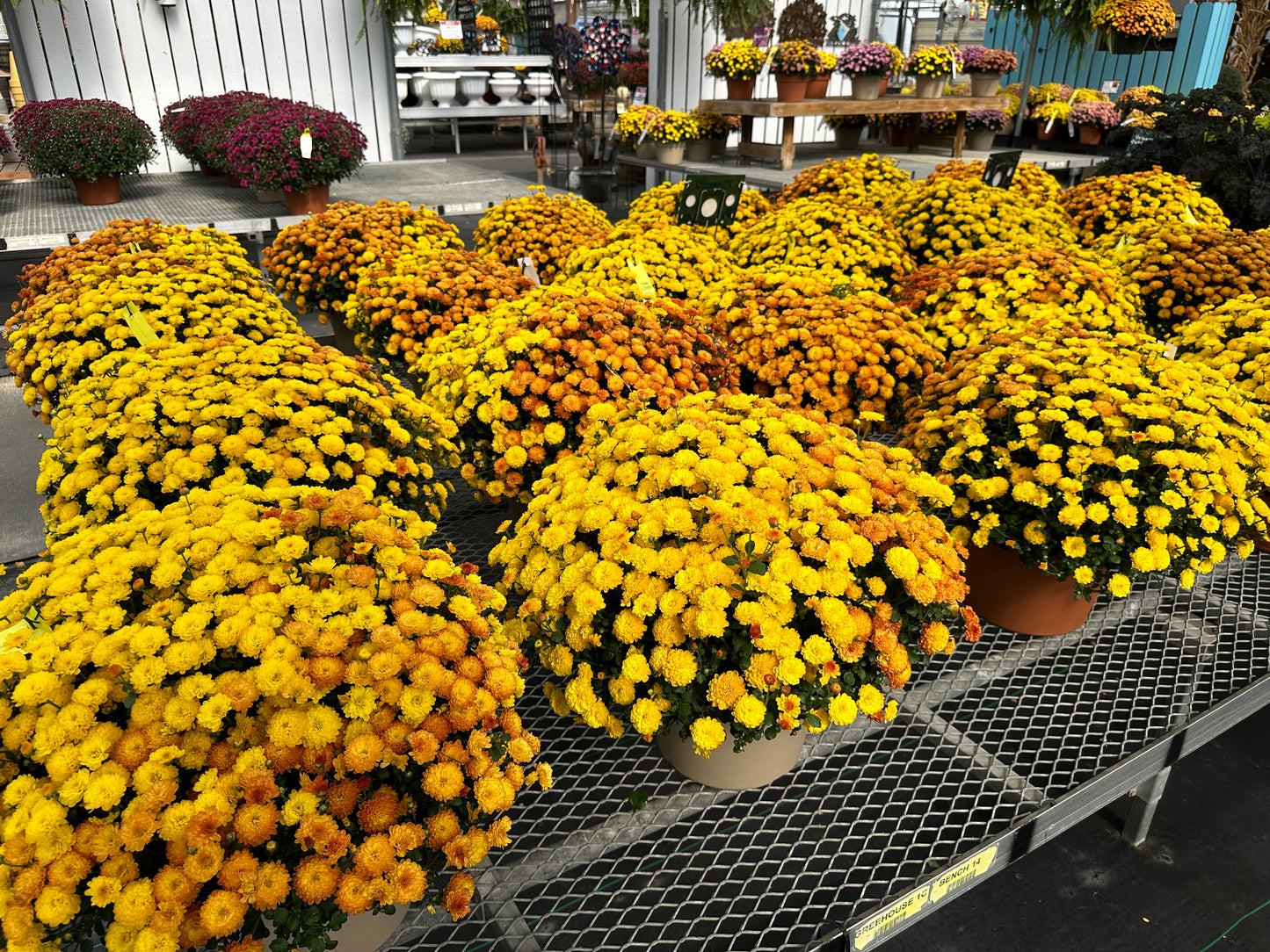 GARDEN MUMS COMBO AUTUMN LEAVES - 10" Pot