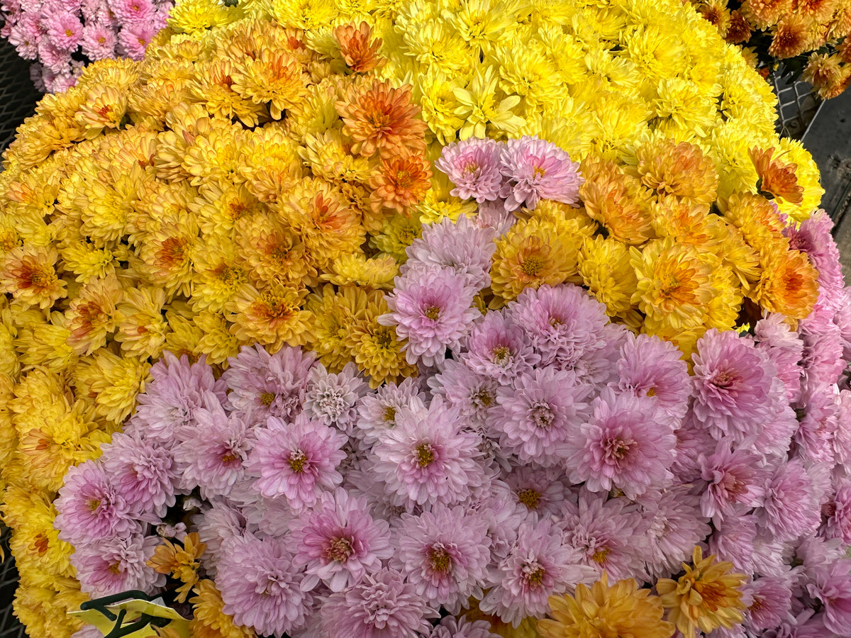 GARDEN MUMS COMBO PUMPKIN SPICE - 12" Pot