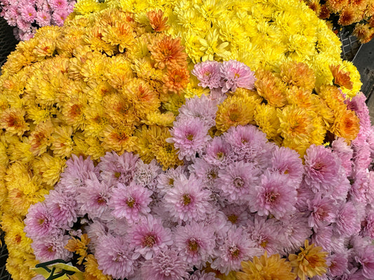 GARDEN MUMS COMBO PUMPKIN SPICE - 10" Pot