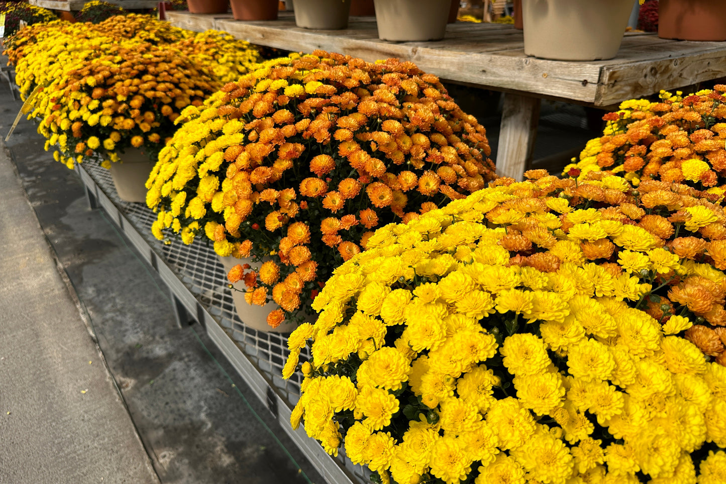 GARDEN MUMS COMBO AUTUMN LEAVES - 10" Pot
