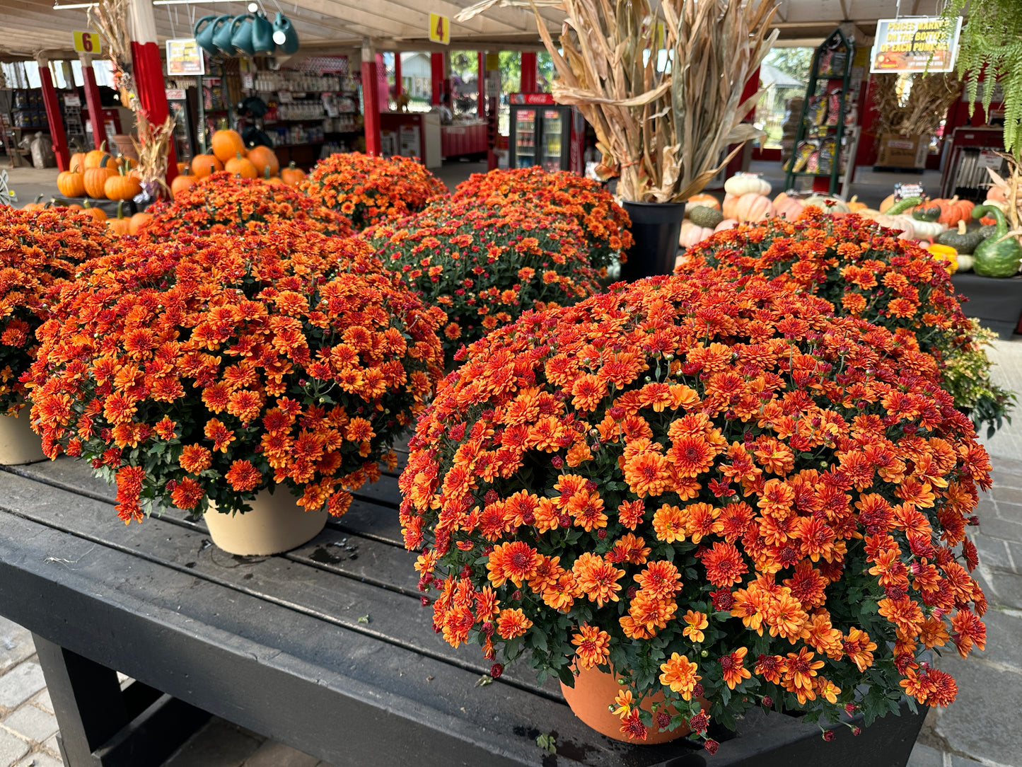 GARDEN MUMS MIORA ORANGE - 12" Pot