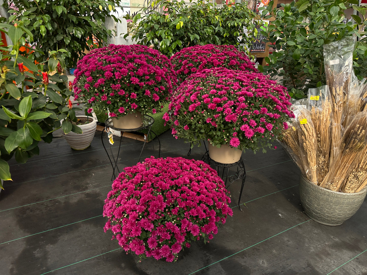 GARDEN MUMS WANDA PURPLE - 12" Pot