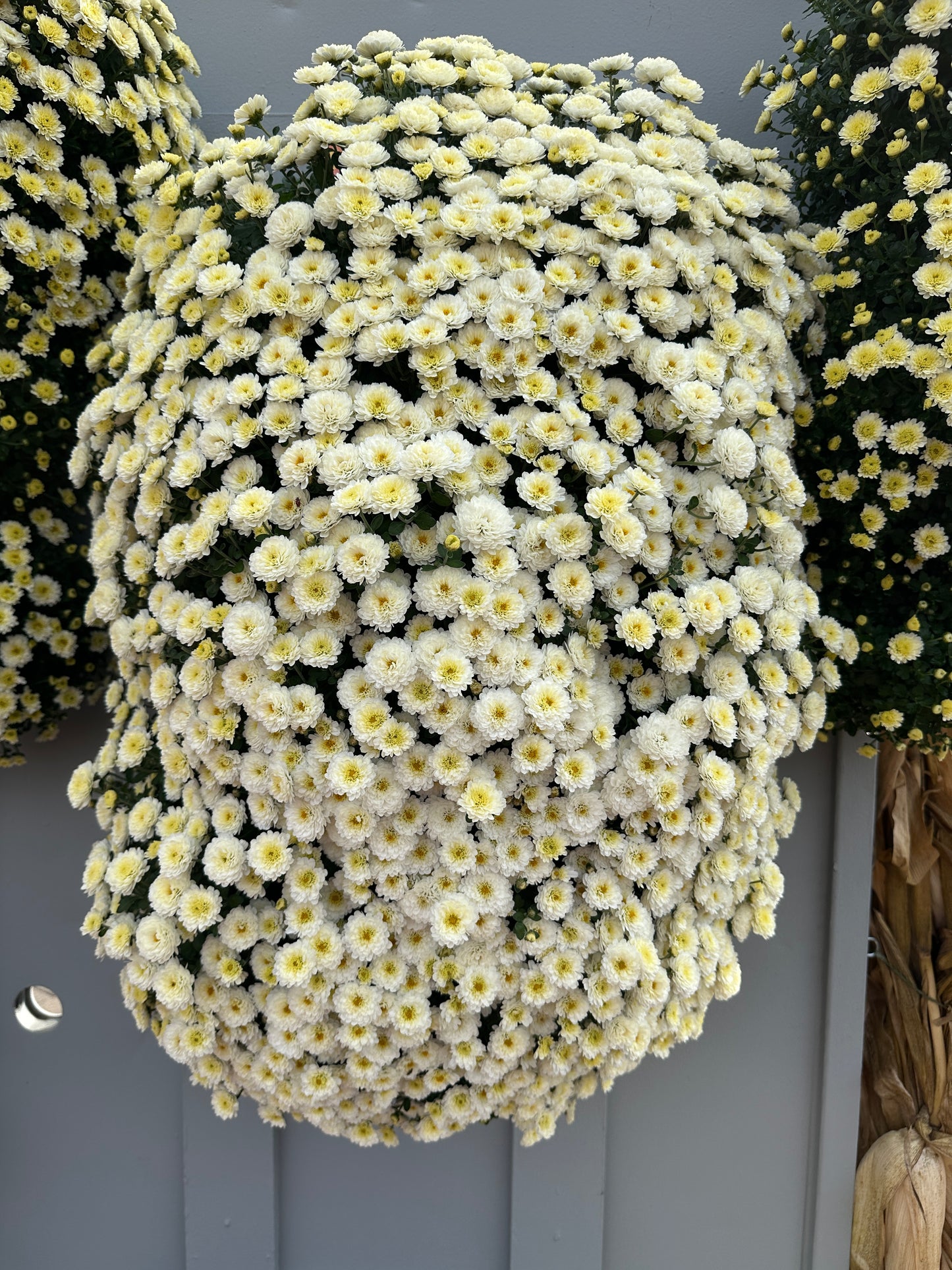 GARDEN MUMS GIGI SNOW