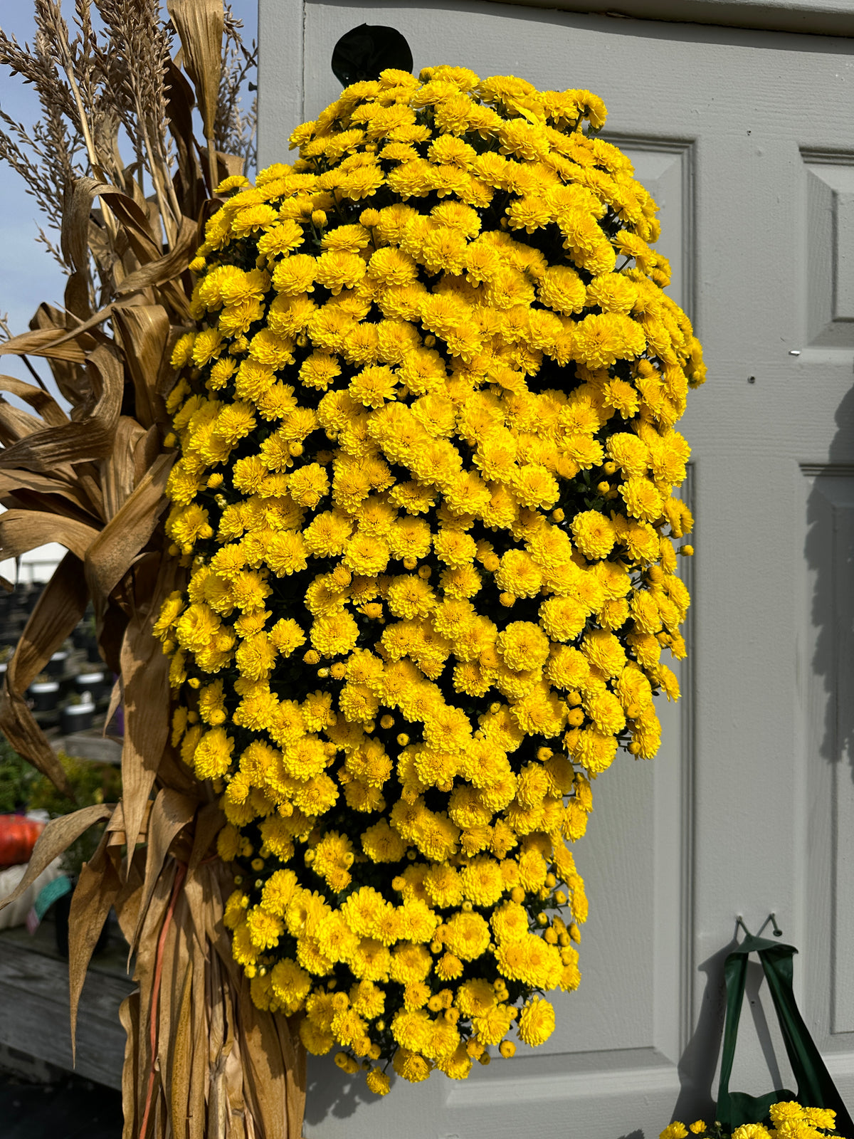 GARDEN MUMS GIGI YELLOW - FLOWER BAG