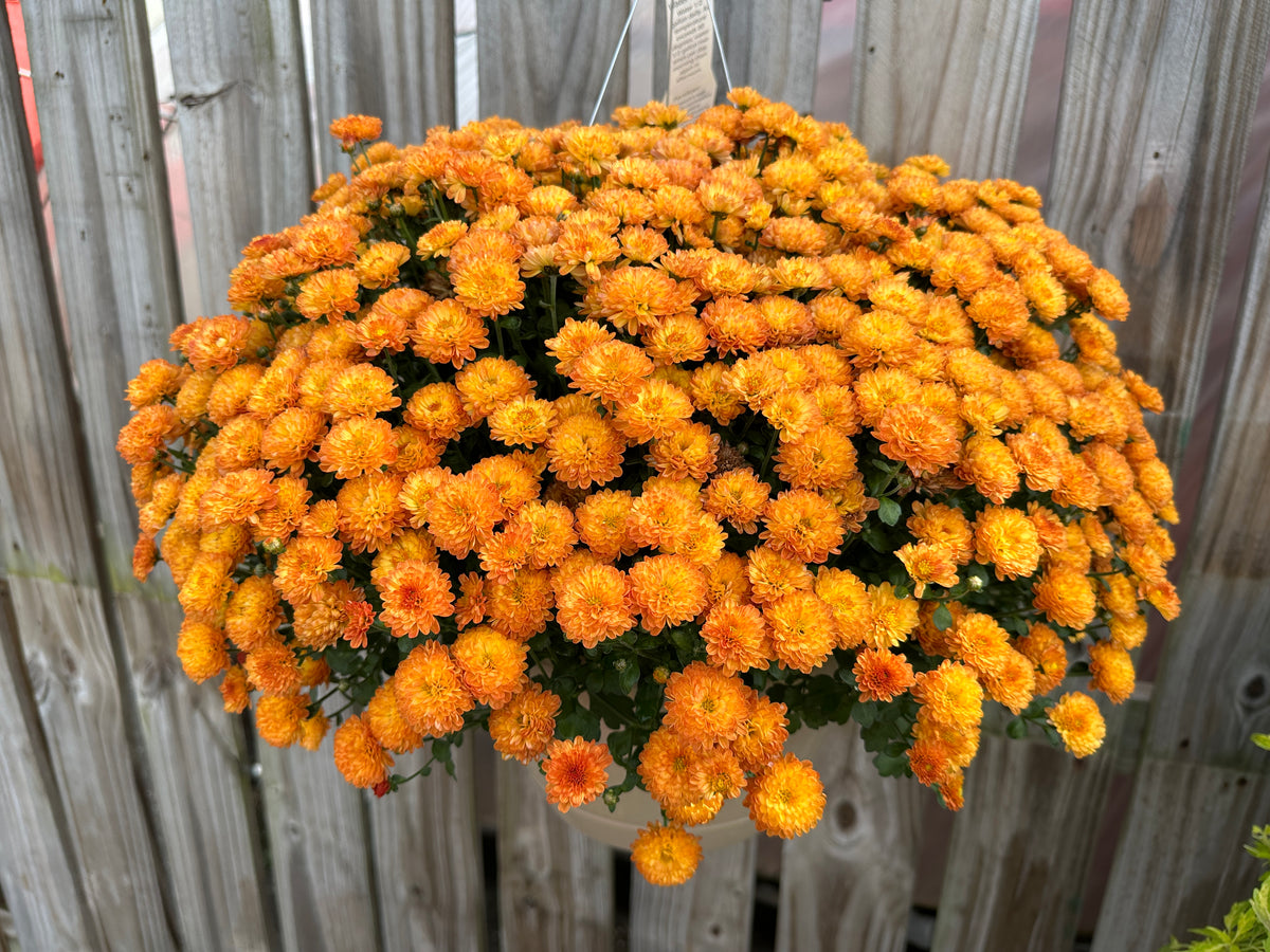 GARDEN MUMS GIGI ORANGE - 6.5" Pot