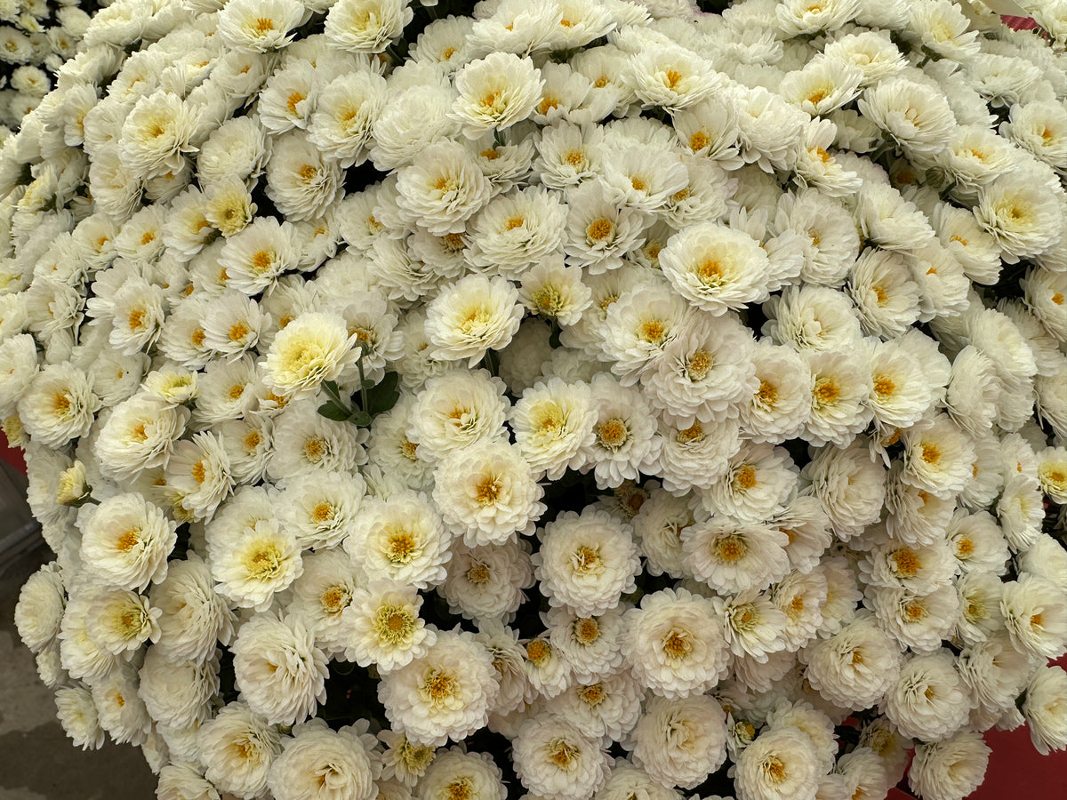 GARDEN MUMS GIGI SNOW - 6.5" Pot