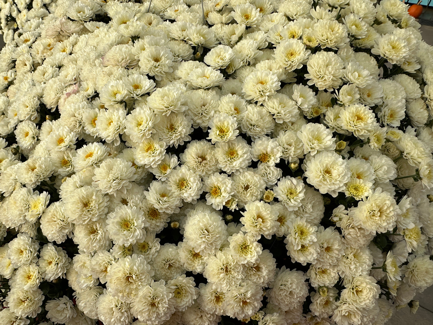 GARDEN MUMS GIGI SNOW - 8" Pot