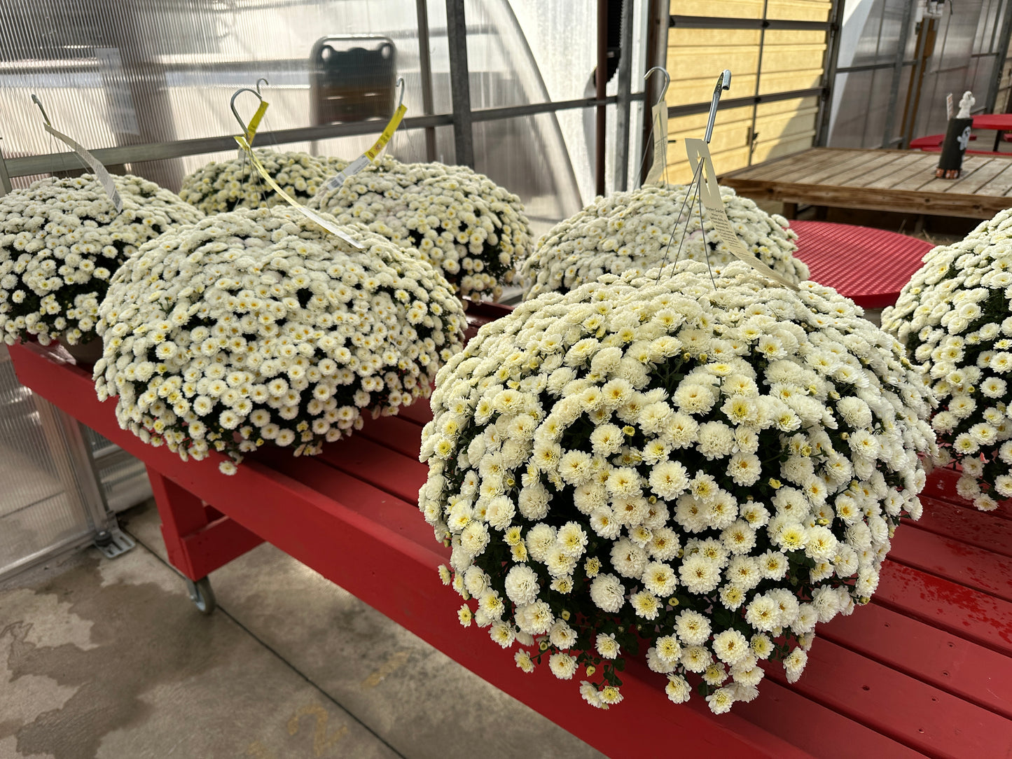 GARDEN MUMS GIGI SNOW - 10" HANGING BASKET