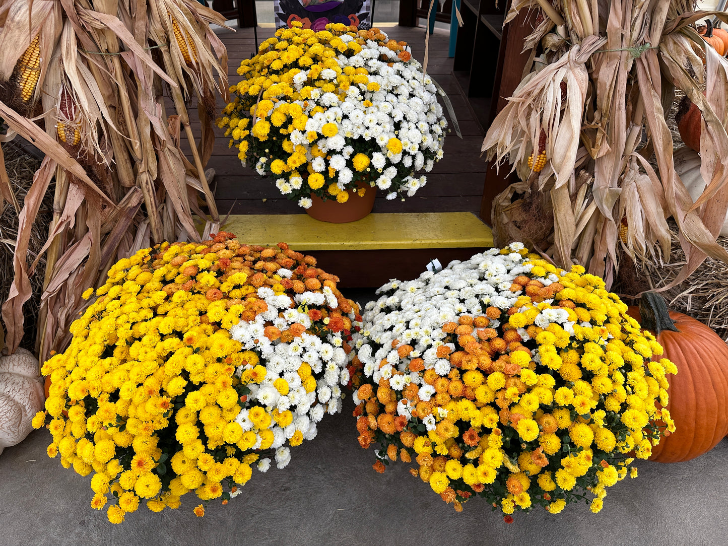 GARDEN MUMS COMBO CANDY CORN - 12" Pot