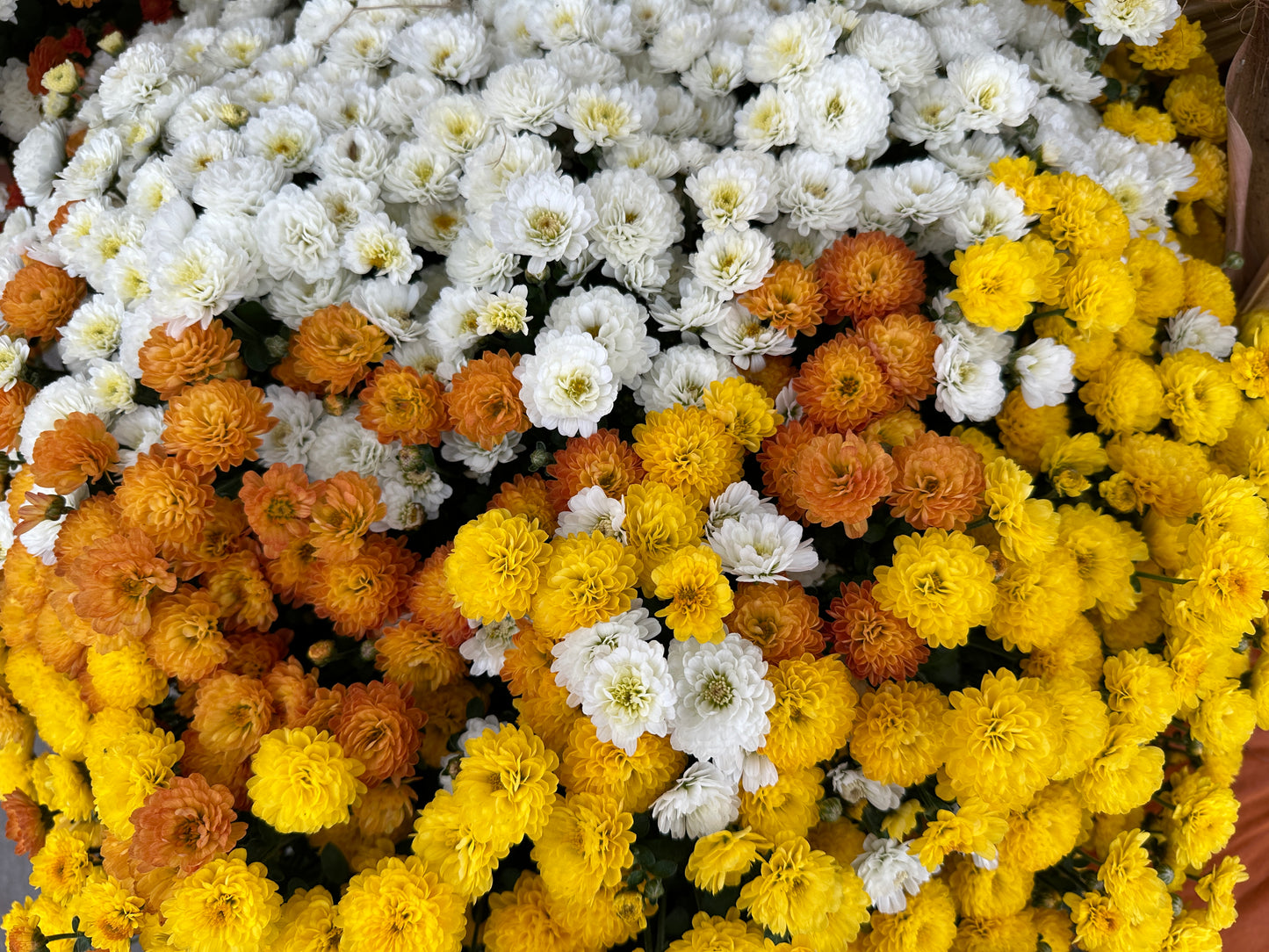 GARDEN MUMS COMBO CANDY CORN