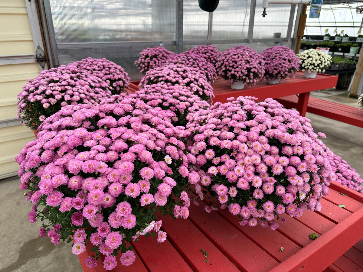 GARDEN MUMS GIGI DARK PINK - 8" Pot