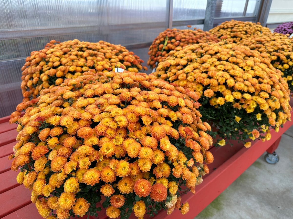 GARDEN MUMS GIGI ORANGE - 6.5" Pot