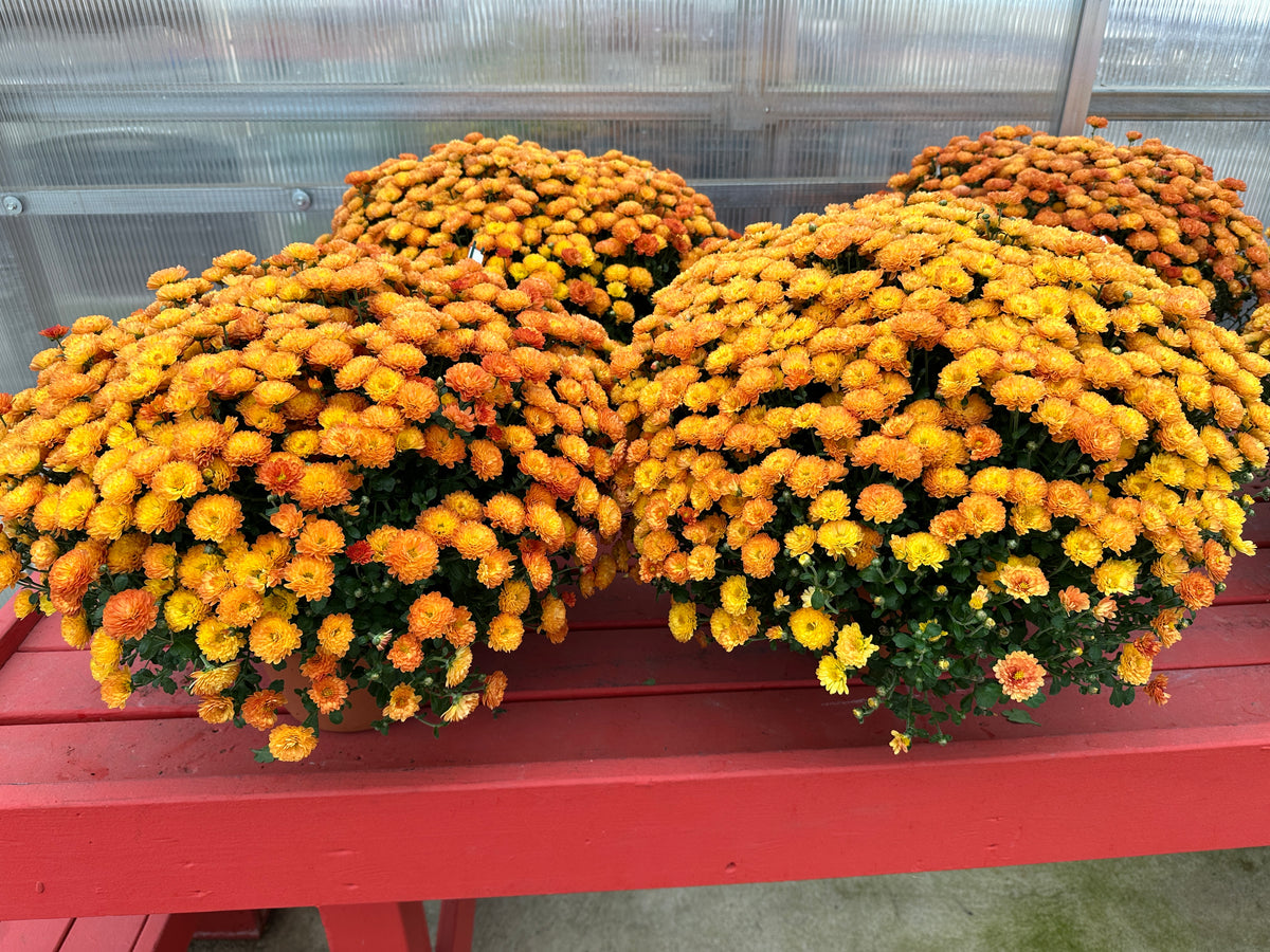GARDEN MUMS GIGI ORANGE - 8" Pot