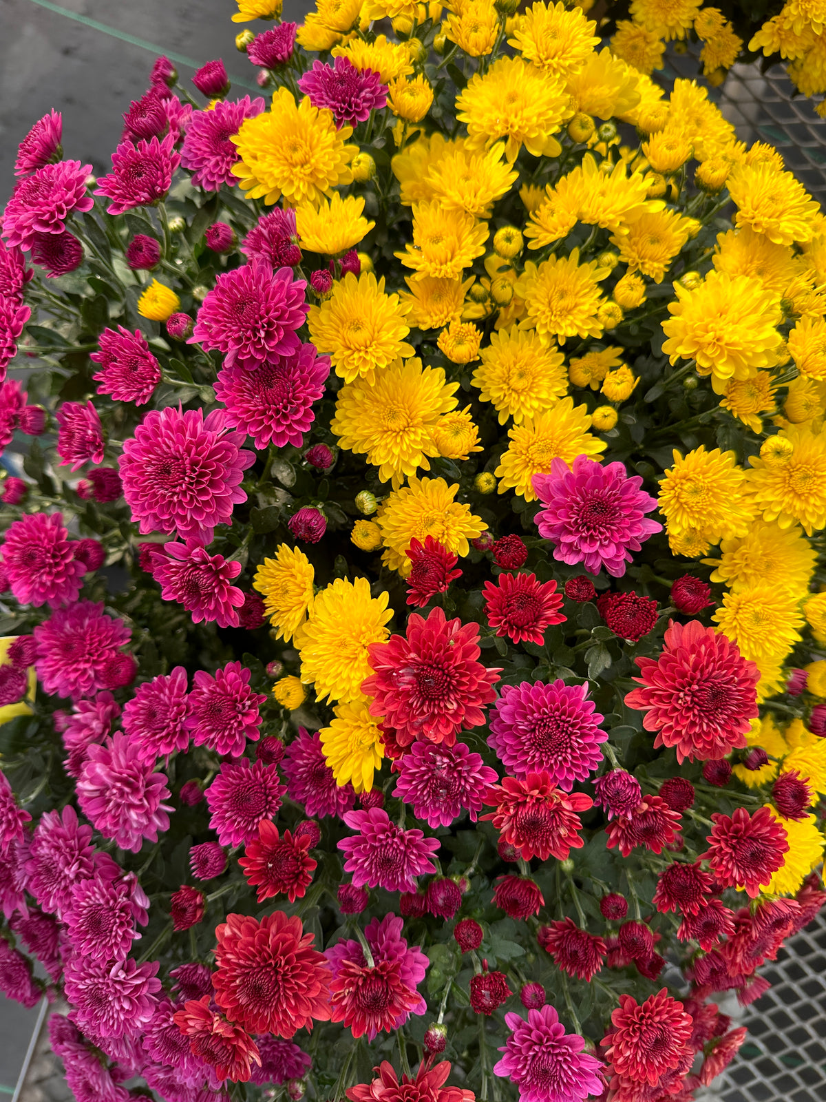 GARDEN MUMS COMBO TRICK OR TREAT - 12" Pot