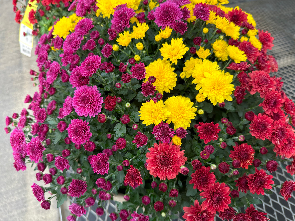 GARDEN MUMS COMBO TRICK OR TREAT - 12" Pot