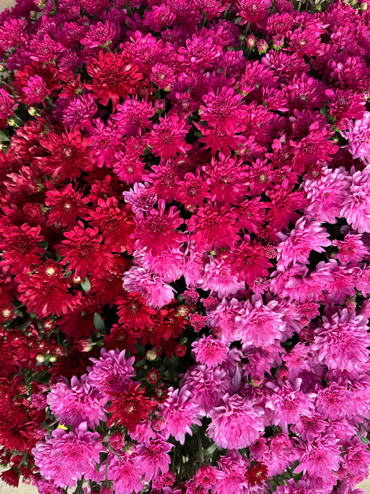 GARDEN MUMS COMBO WILD BERRY