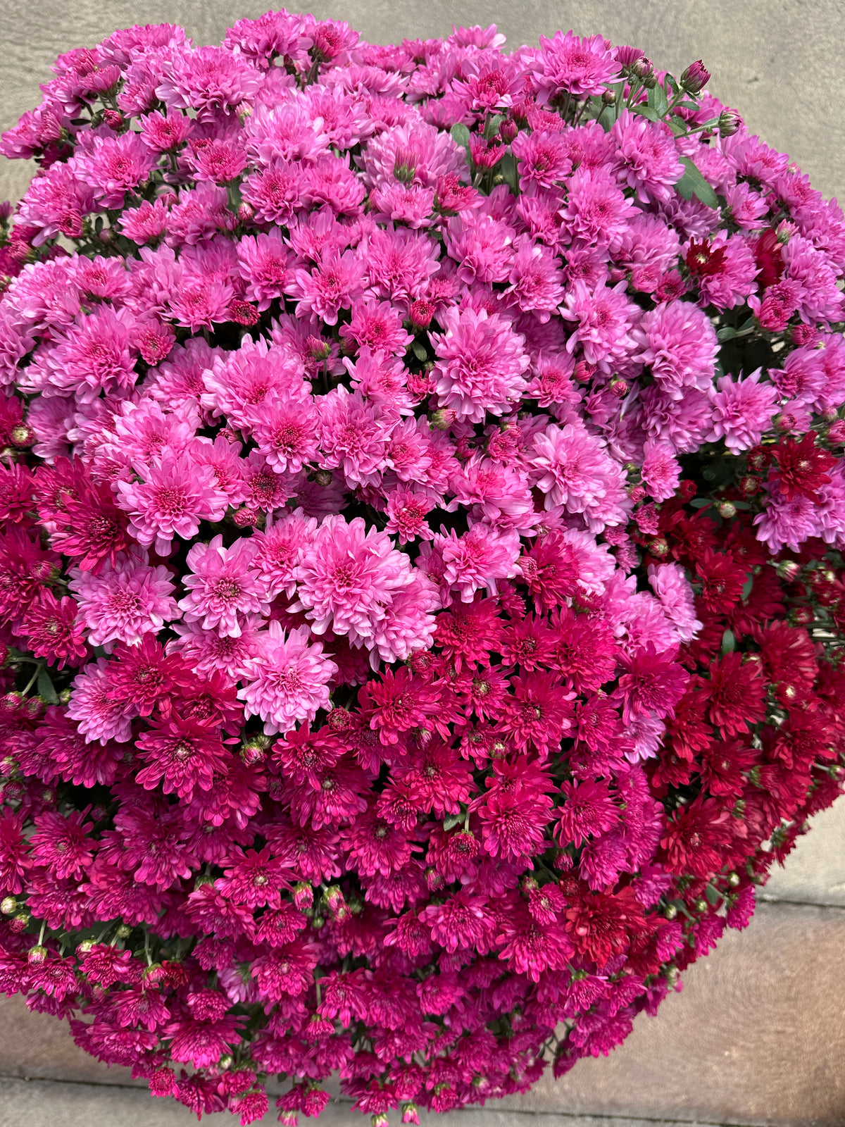GARDEN MUMS COMBO WILD BERRY - 12" Pot