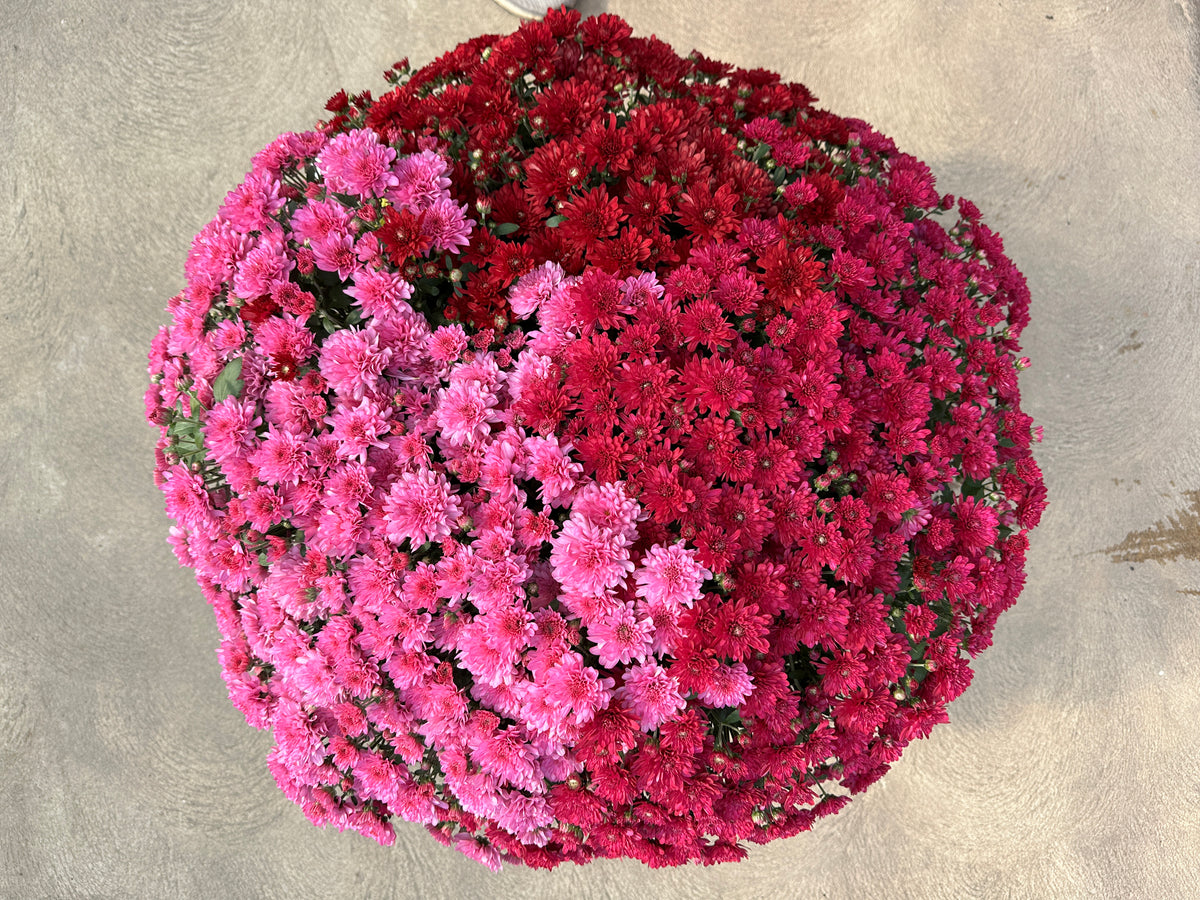 GARDEN MUMS COMBO WILD BERRY - 10" Pot