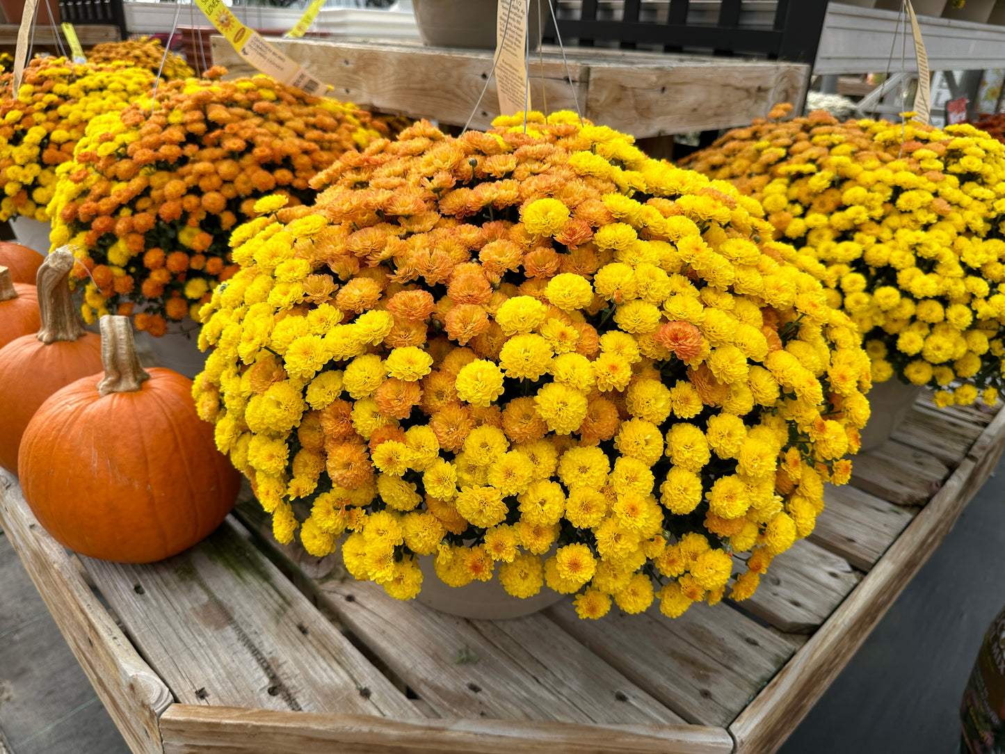 GARDEN MUMS COMBO AUTUMN LEAVES - 12" HANGING BASKET