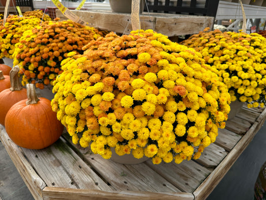 GARDEN MUMS COMBO AUTUMN LEAVES - 12" HANGING BASKET