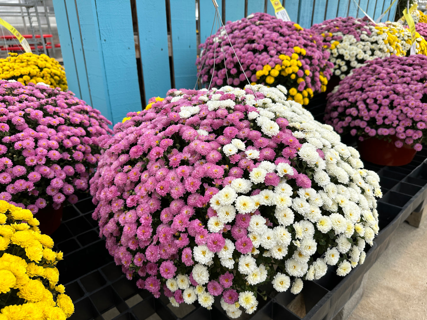 GARDEN MUMS COMBO HOBGOBLIN - 12" HANGING BASKET