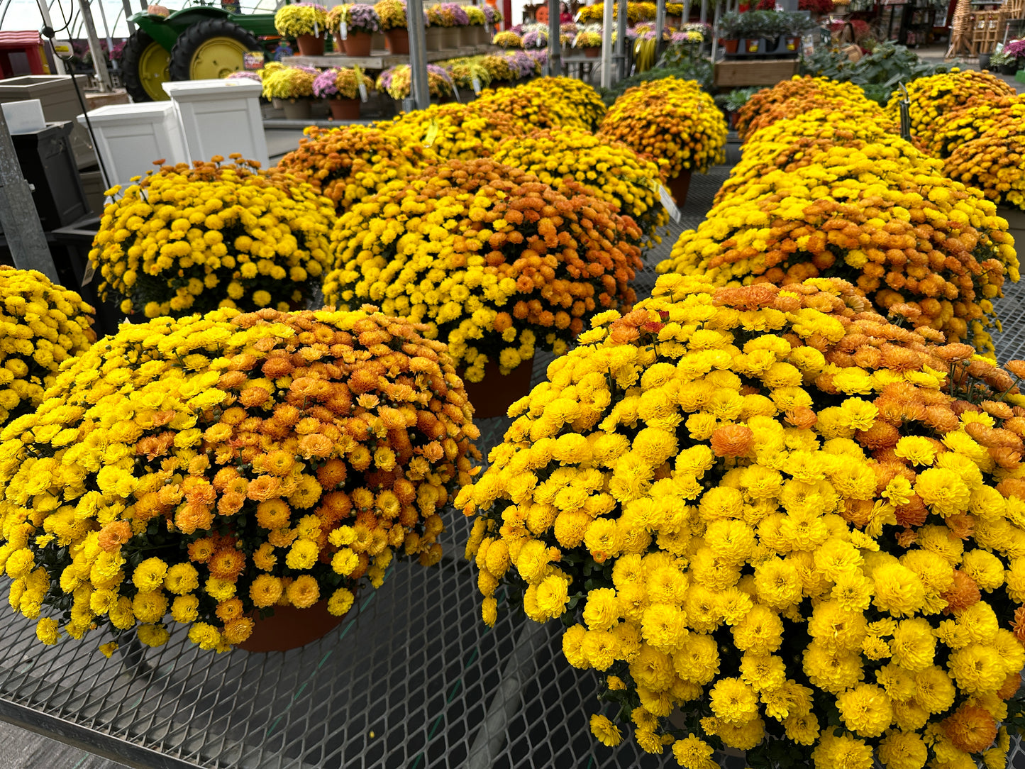 GARDEN MUMS COMBO AUTUMN LEAVES - 10" Pot