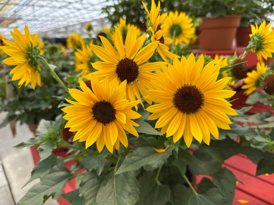 HELIANTHUS SOL SEEKER YELLOW - 10" POT