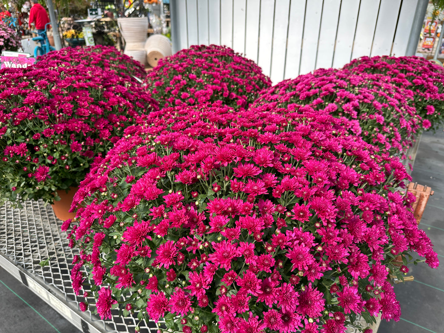 GARDEN MUMS WANDA PURPLE - 12" Pot