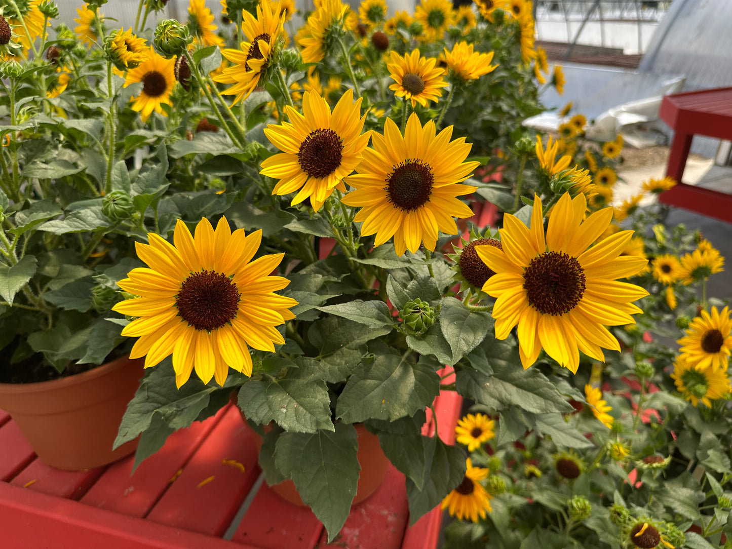 HELIANTHUS SOL SEEKER YELLOW - 10" POT