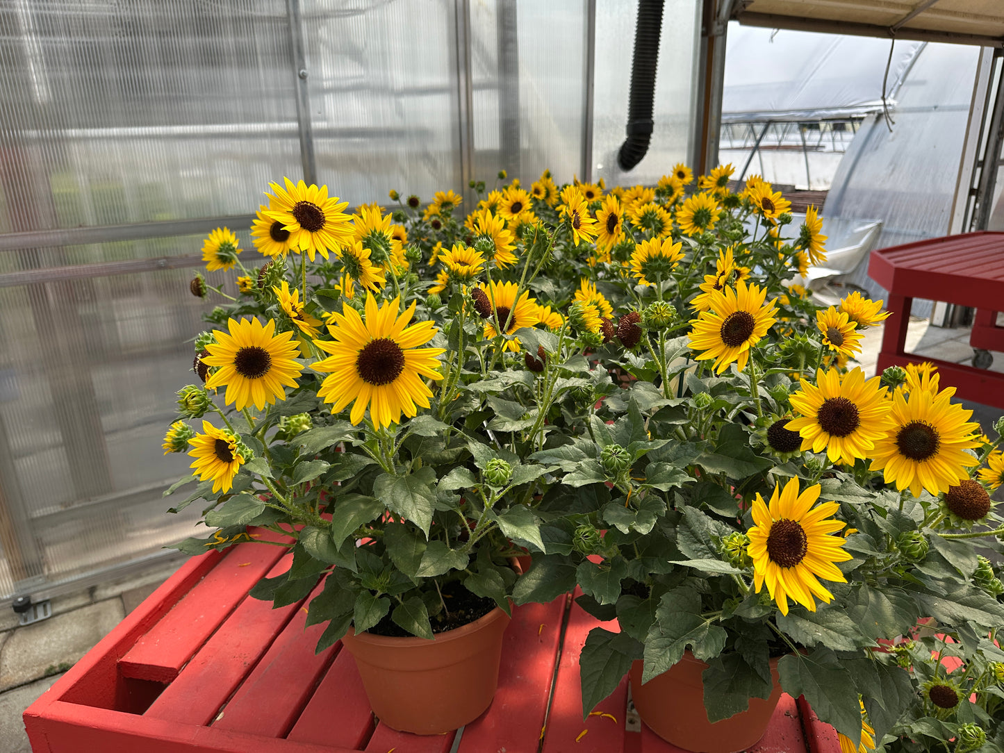 HELIANTHUS SOL SEEKER YELLOW - 10" POT
