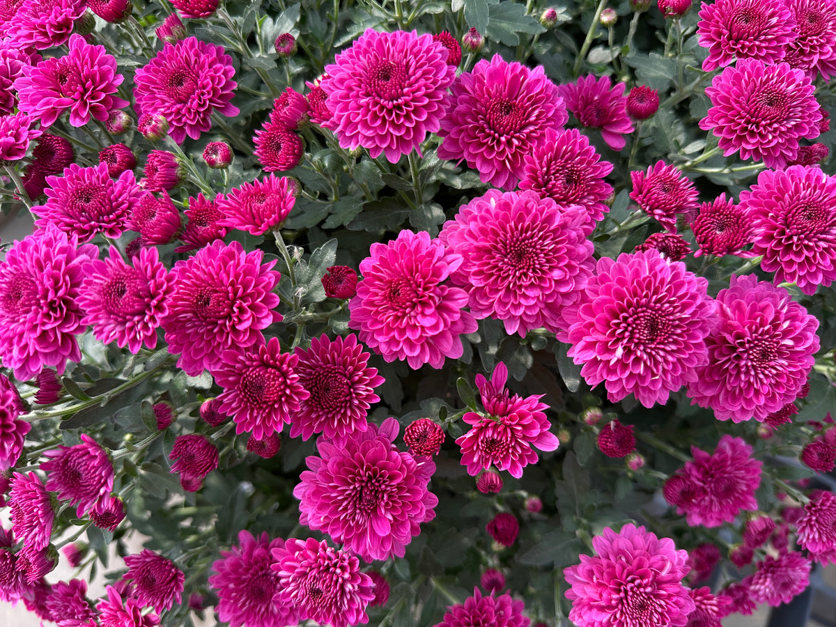 GARDEN MUMS REGAL CHERYL - 10" Pot