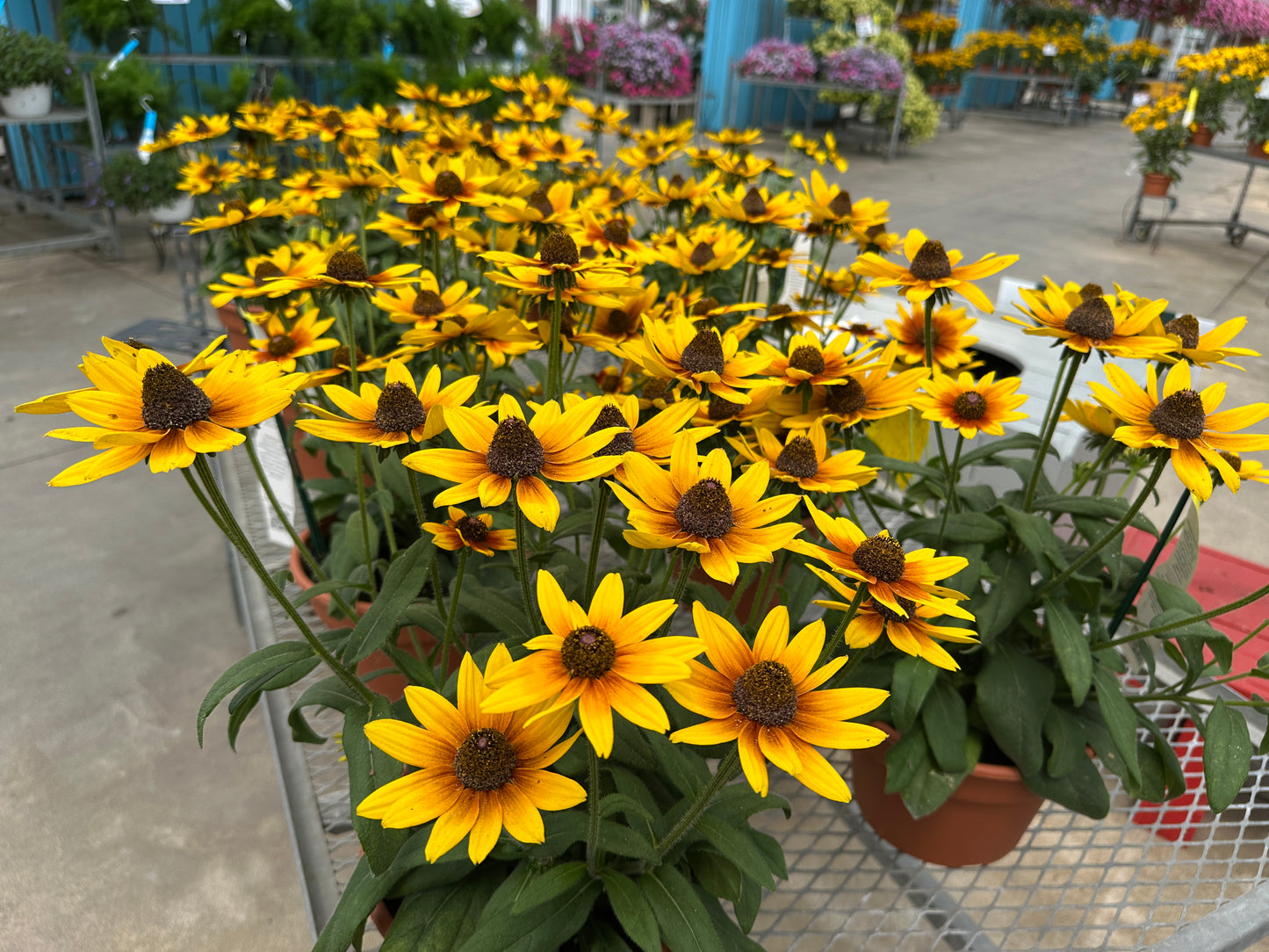 RUDBECKIA SUNBECKIA SARAH - 8" POT