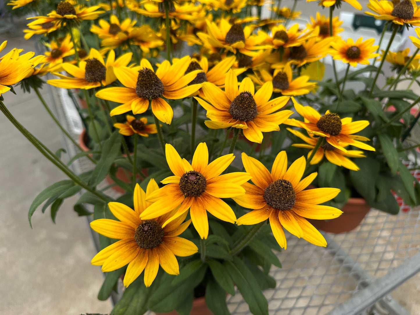 RUDBECKIA SUNBECKIA SARAH - 8" POT