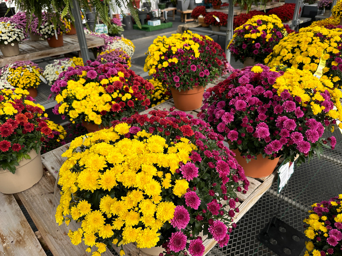 GARDEN MUMS COMBO TRICK OR TREAT - 12" Pot