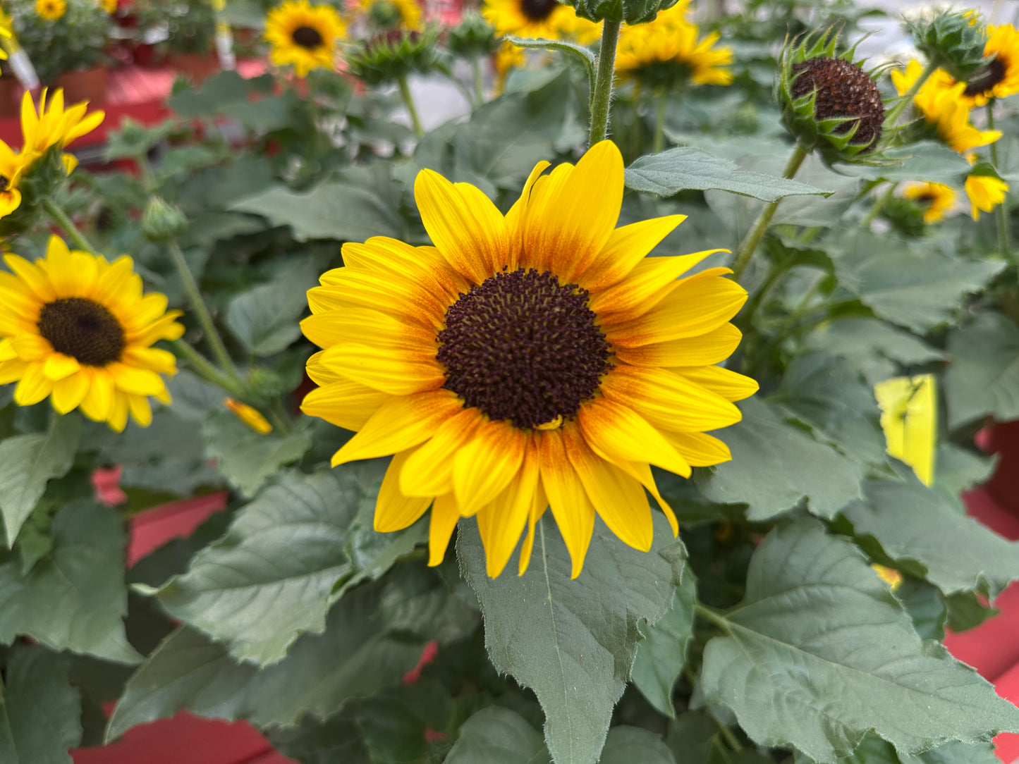 HELIANTHUS SOL SEEKER HONEY - 10" POT